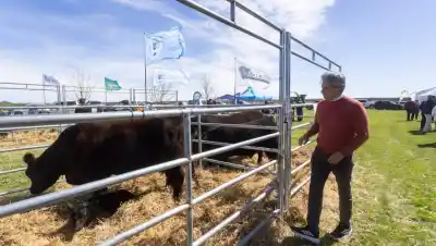 La ganadería rionegrina ya tiene su plan para dar el salto: la cifra que ilusiona a toda la Patagonia