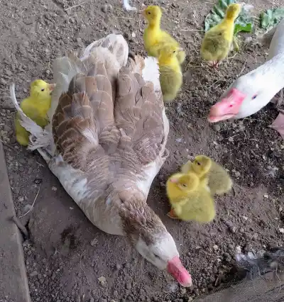 Nacieron seis gansitos en la granja de Juana Koslay y los chicos ya tienen una misión: ponerles nombre