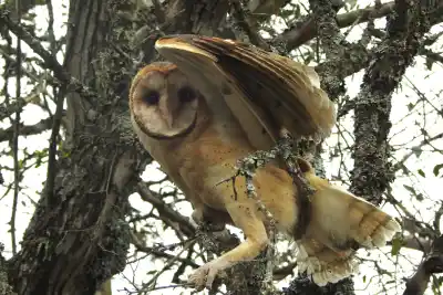 Rescataron 26 aves que vivían como mascotas: dónde las devolvieron a la naturaleza