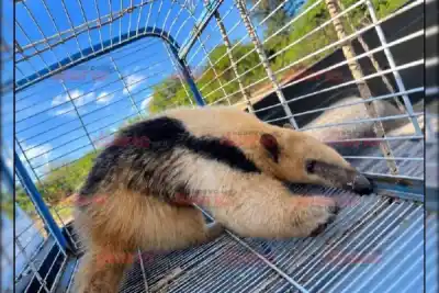 Rodeado por vecinos, un cachorro de oso melero se paró en dos patas: el operativo que activó Fauna