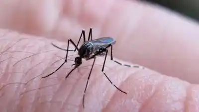 Un brote que no da tregua: la cifra de contagios que preocupa a las autoridades sanitarias