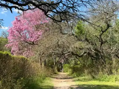 La higuerilla se está apagando en la Reserva Tau: el monte espinal vuelve a nacer solo