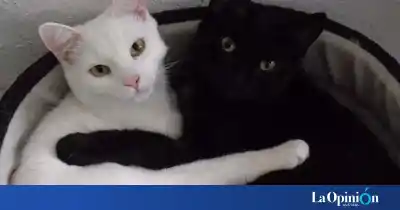 Río Gallegos: el pedido que crece por los gatos negros y blancos en octubre