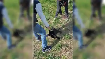 Tres pibes grabaron cómo torturaban a un gatito y lo subieron a TikTok: los vecinos los reconocieron