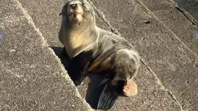 Encontraron un lobo marino desorientado en la ribera de Quilmes: el operativo que activó la alarma