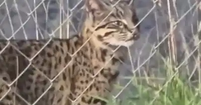 Un vecino de San Martín de los Andes se topó con un gato montés en plena zona urbana