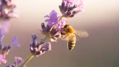 Jujuy: el error que casi todos cometen cuando aparece un enjambre de abejas