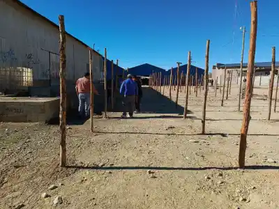 La Quiaca se prepara para una exposición de camélidos y ovinos: los detalles que sorprenden