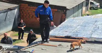Entraron a demoler una casa usurpada y se toparon con tres perros adentro