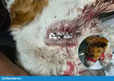 Vecinos del B° San Antonio temen por sus vidas: un perro apareció con un corte profundo en el pecho