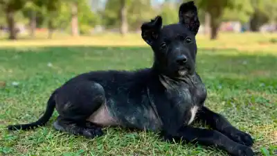 Tiene dos meses, fue rescatada y busca una familia: su primera vacuna ya está