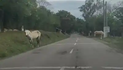 Ruta 9: una tropilla de caballos sueltos y las luces apagadas ponen en jaque a los conductores en La Calderilla