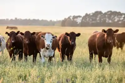 Faenaron dos vacas tamberas en Bejan: el dato que apareció entre los pastos