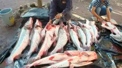 Pescadores paraguayos entran de noche al Paraná con espineles: la postal que encendió las alarmas en Corrientes
