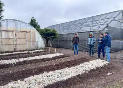 Río Grande ya produce sus propios plantines de frutilla: el proyecto que crece en la chacra municipal