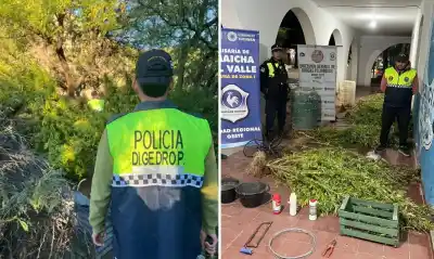 Operativo en Amaicha del Valle: lo que encontraron en la plantación dejó en evidencia una red de cultivo