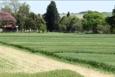 Valle María se prepara para la Primera Fiesta Provincial del Trigo: tres días a pura capacitación y festival
