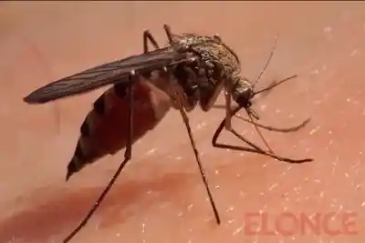 Concepción del Uruguay: dos casos de dengue confirmados y uno bajo la lupa en una escuela