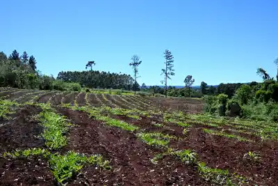 La sandía del Cuña Pirú está en flor y los productores miran el cielo: qué puede arruinar la cosecha
