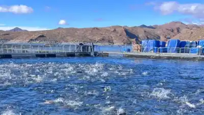 Cobrar la acuicultura en Río Negro: el cálculo que quedó viejo y el número que ahora manda