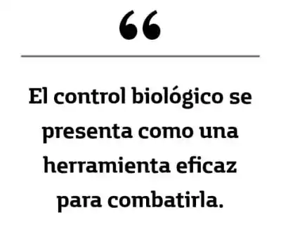 La maleza que devora el campo fueguino: INTA y Provincia prueban un arma biológica