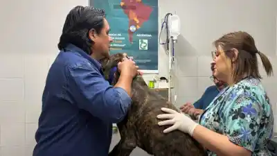 Neuquén castró 172 mascotas en una jornada que unió a 20 países
