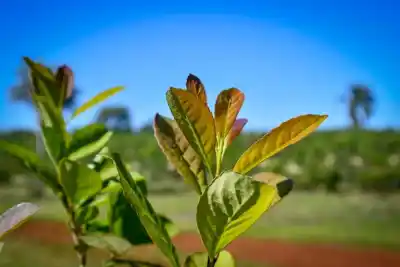 Un curso virtual llega al corazón de la yerba mate: qué se enseñará a los trabajadores rurales