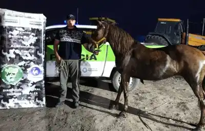 Atada al costado de la ruta, desapareció: la encontraron a 15 kilómetros y no era lo único que buscaban