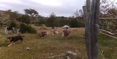 Los perros asilvestrados avanzan en los bosques fueguinos y el zorro chilla retrocede un 66%