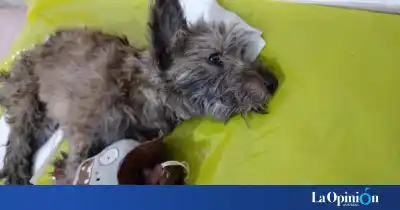 Arrojaron a una perrita desde un tercer piso en Río Gallegos: el mensaje que confirmó el peor final