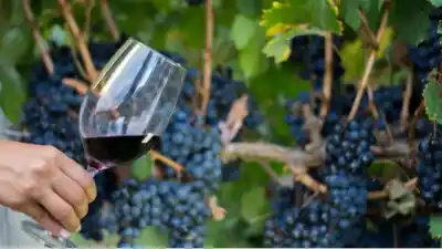 Una bodega tucumana se metió entre los mejores vinos del NOA con un puntaje que sorprendió al jurado