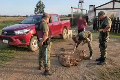 Llevaba casi 200 kilos de carne en la caja: lo que encontraron junto a los cortes lo complicó
