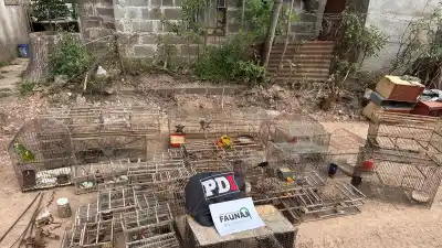 Allanaron una casa en Arocena y se toparon con 47 aves silvestres: hay dos notificados