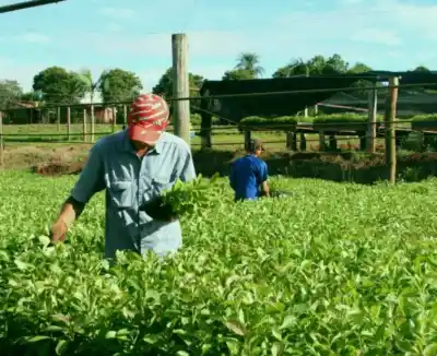 Misiones es la octava economía del país, pero hay un número que la deja atrás