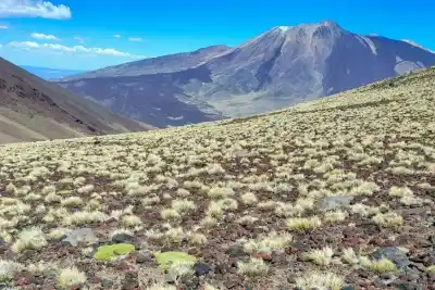 La planta que crece a 2.900 metros en el Domuyo y nadie había visto nunca