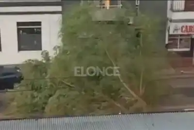 El viento sur tumbó un árbol gigante sobre Laurencena y complicó el tránsito
