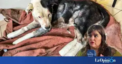 Río Gallegos: quieren que los maltratadores de animales no puedan volver a adoptar