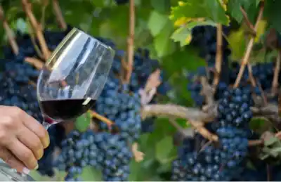 Cuatro vinos tucumanos se metieron entre los mejores del NOA: una bodega se llevó el Gran Oro