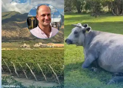 Salta podría duplicar su stock de carne: el plan que entusiasma a los productores