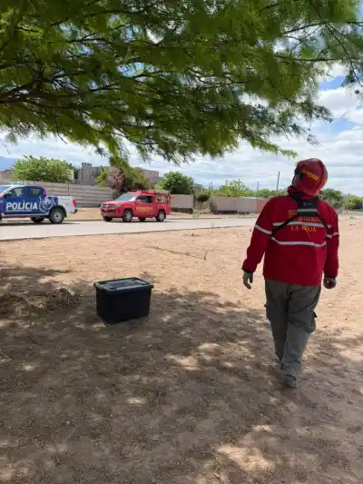 Aparecieron dos serpientes en un árbol de la zona norte: los vecinos no lo podían creer