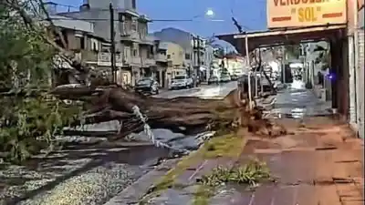El temporal se desató en Paraná y un gigante de la ciudad no aguantó en Laurencena