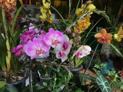 Montecarlo abre la fiesta de la orquídea: la primera jornada no se paga y hay más de 100 stands para recorrer