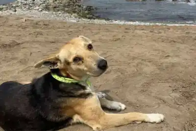 El perro que espera en la playa a un pescador que nunca volverá: su historia ya es película