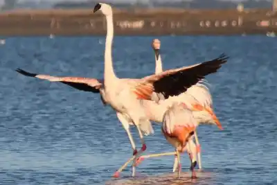 Un espectáculo natural único se despliega en un lago con un pasado trágico