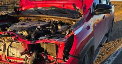 Puricelli viajaba a El Chaltén y un guanaco le cambió el viaje en la Ruta 3