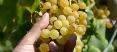Chilecito: 800 empleos vitivinícolas en la cuerda floja y productores que ya piensan en cambiar de cultivo