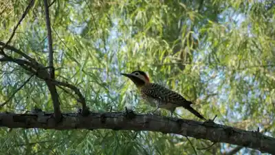 El fin de semana largo tiene un plan gratis en dos parques de Entre Ríos: aves, canoas y un beneficio para dormir