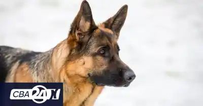 Un chico de 12 años terminó internado en Córdoba tras el ataque de un perro en pleno barrio Villa Revol