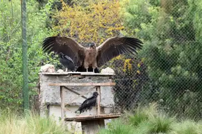 El cóndor que rescataron en una banquina vuelve a volar: el nombre que eligió una escuela