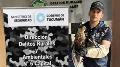 Un carancho apareció en pleno centro y la Policía tuvo que intervenir en la Legislatura